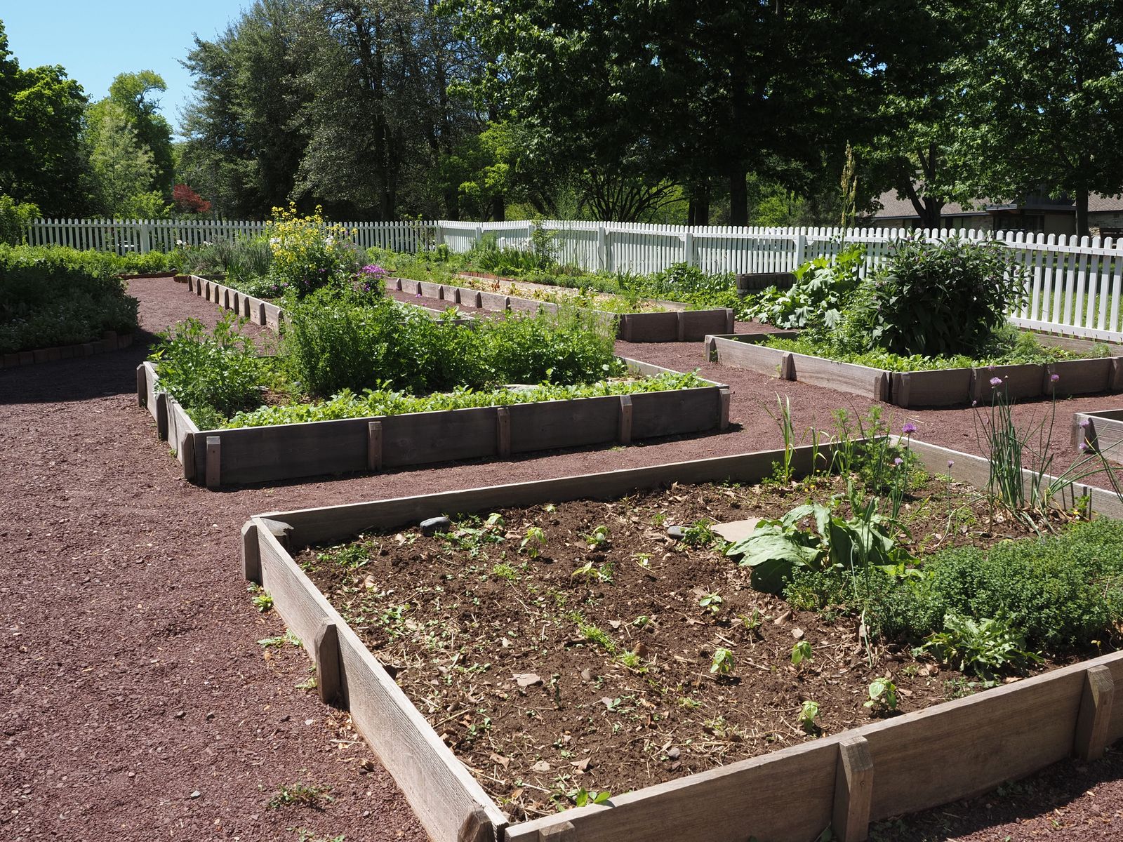Rows of wooden raised beds in a fenced vegetable garden