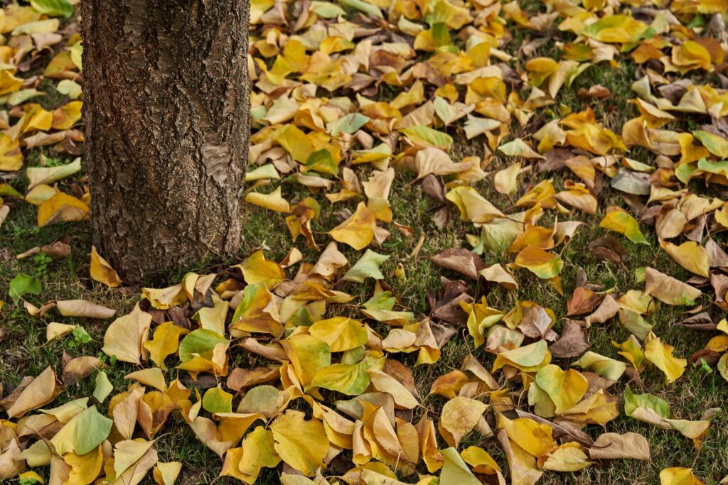 Yellow fallen leaves scattered on a lawn beside a tree trunk