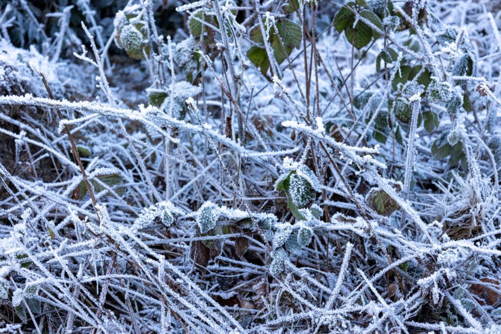 Garden plants covered in white frost