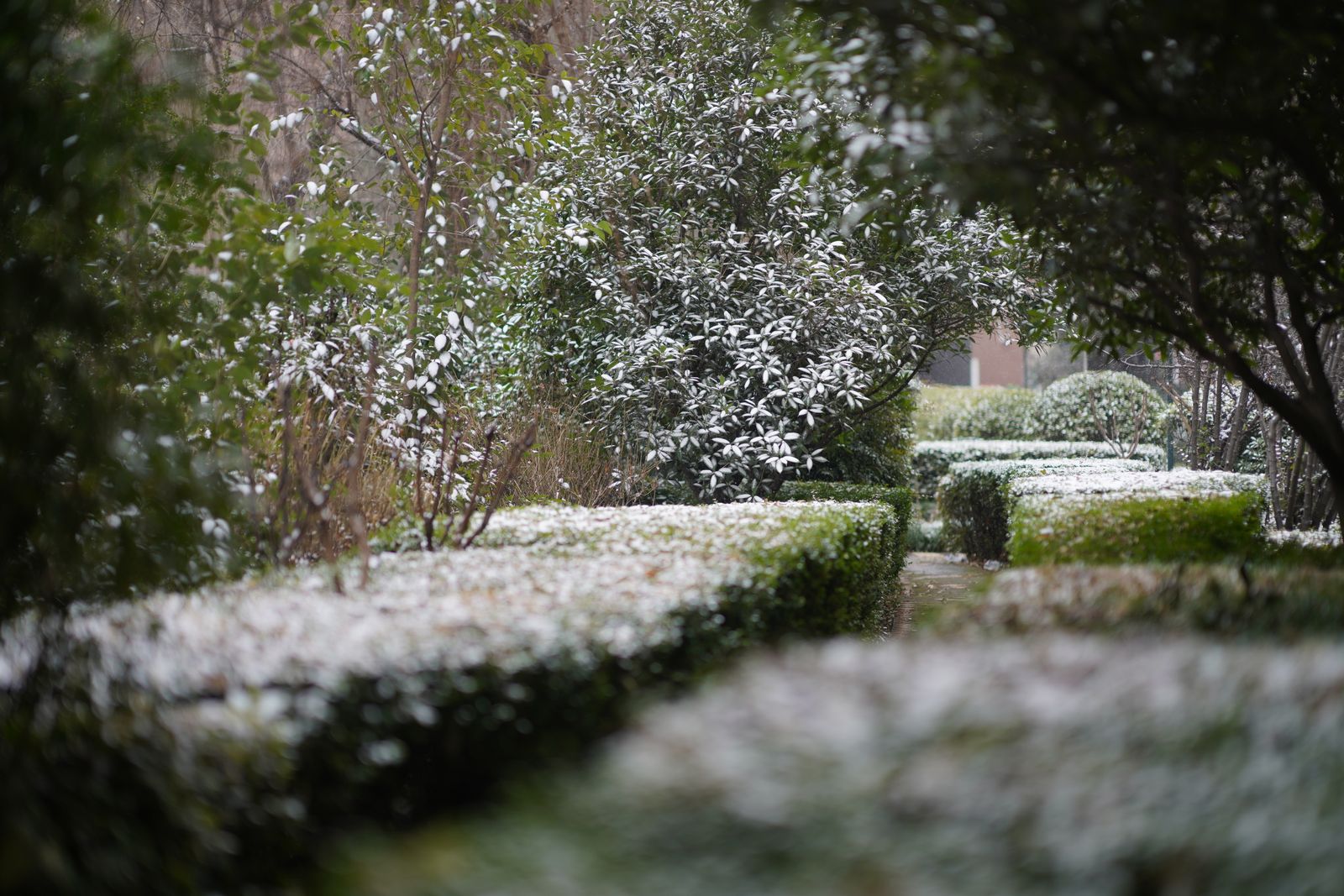 Clipped hedges and shrubs dusted with snow in a winter garden