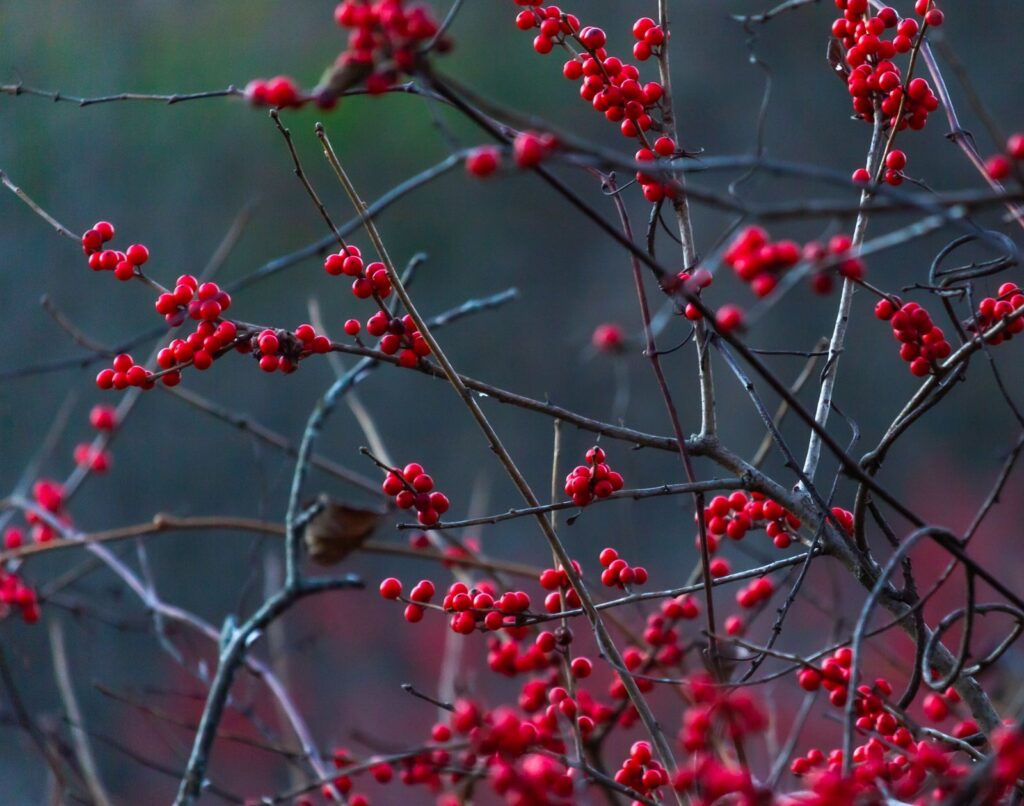 Bright red winterberries on bare branches