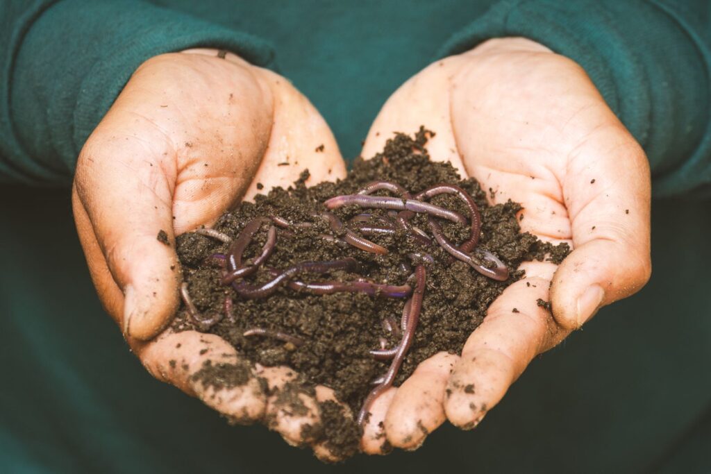 Two cupped hands holding dark compost full of worms