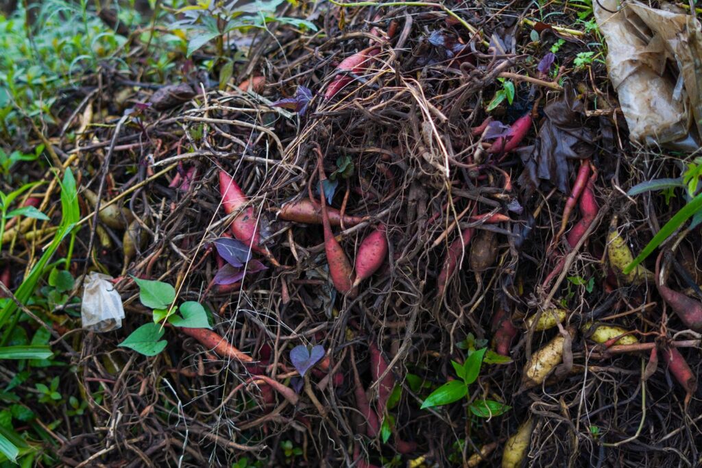 An open compost pile of plant stalks, roots, and leaves breaking down in a garden