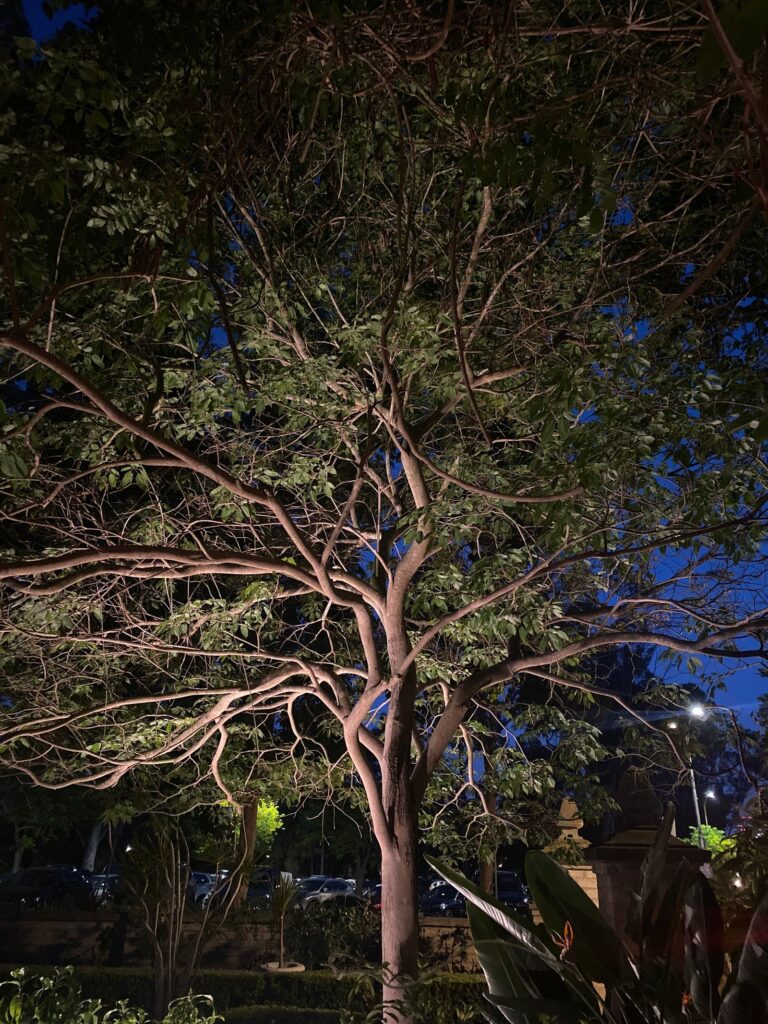A spreading tree lit from below at night, showing its branches