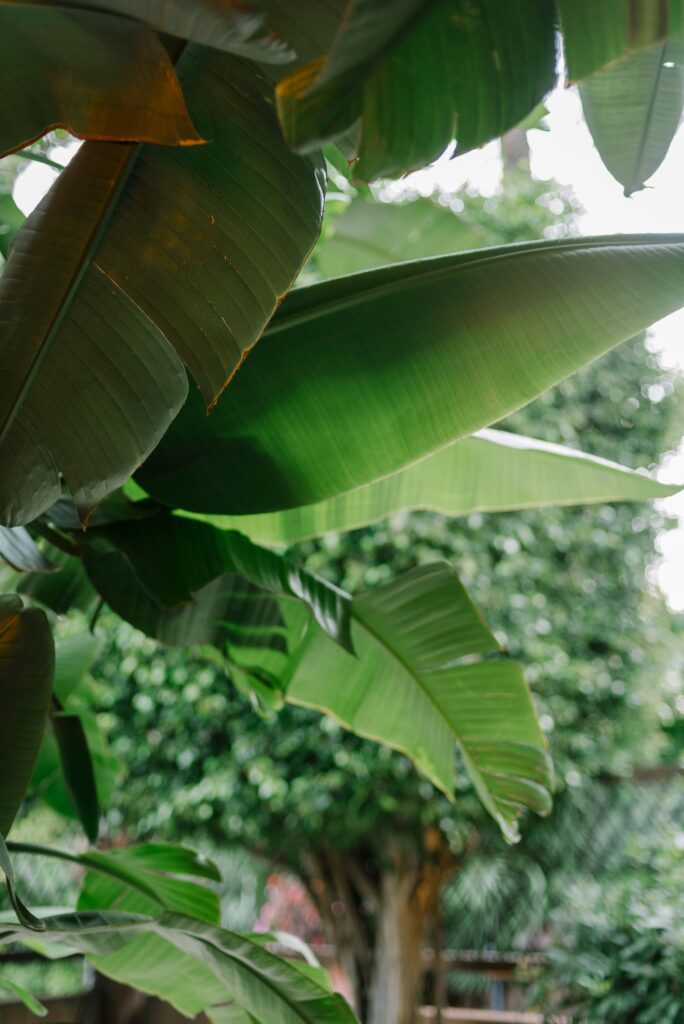 Large paddle-shaped banana leaves in a garden
