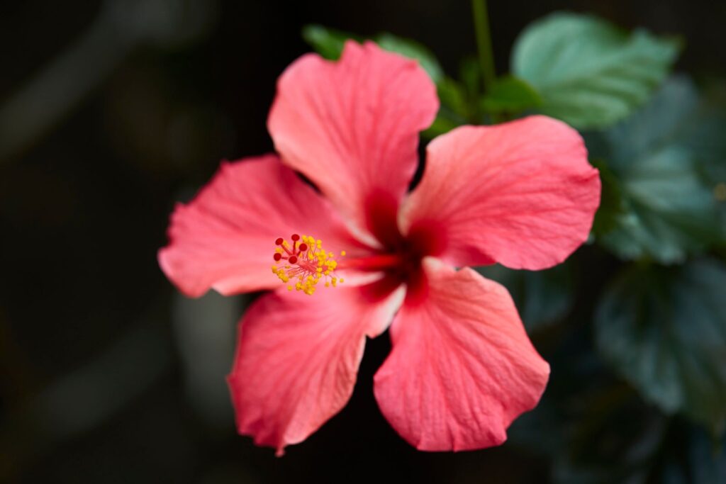 A pink tropical hibiscus flower