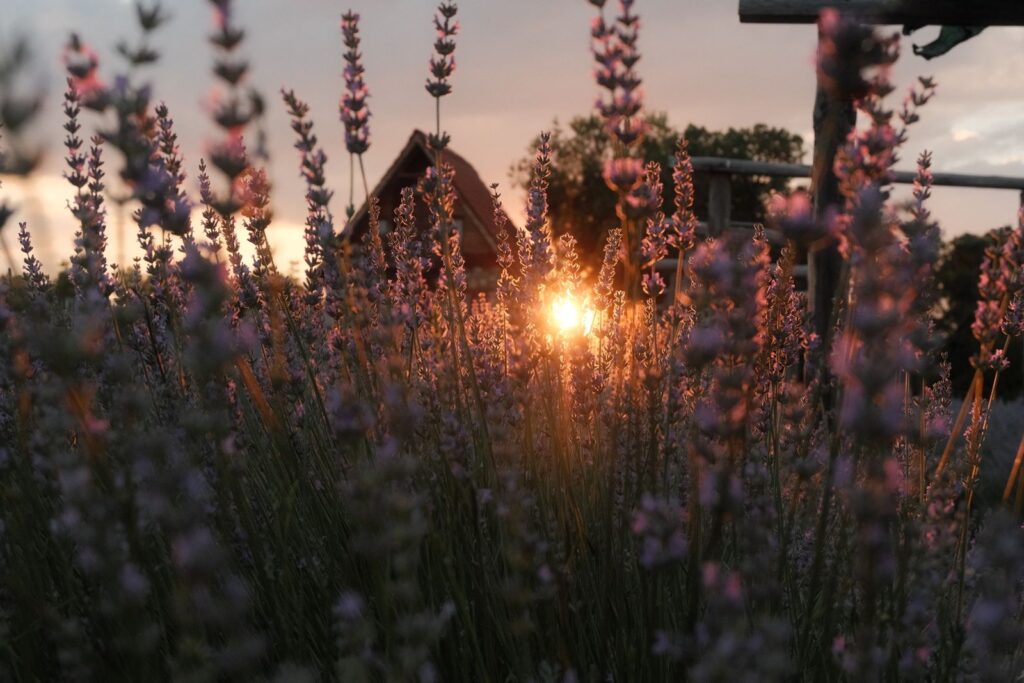 Lavender in bloom in low evening sun