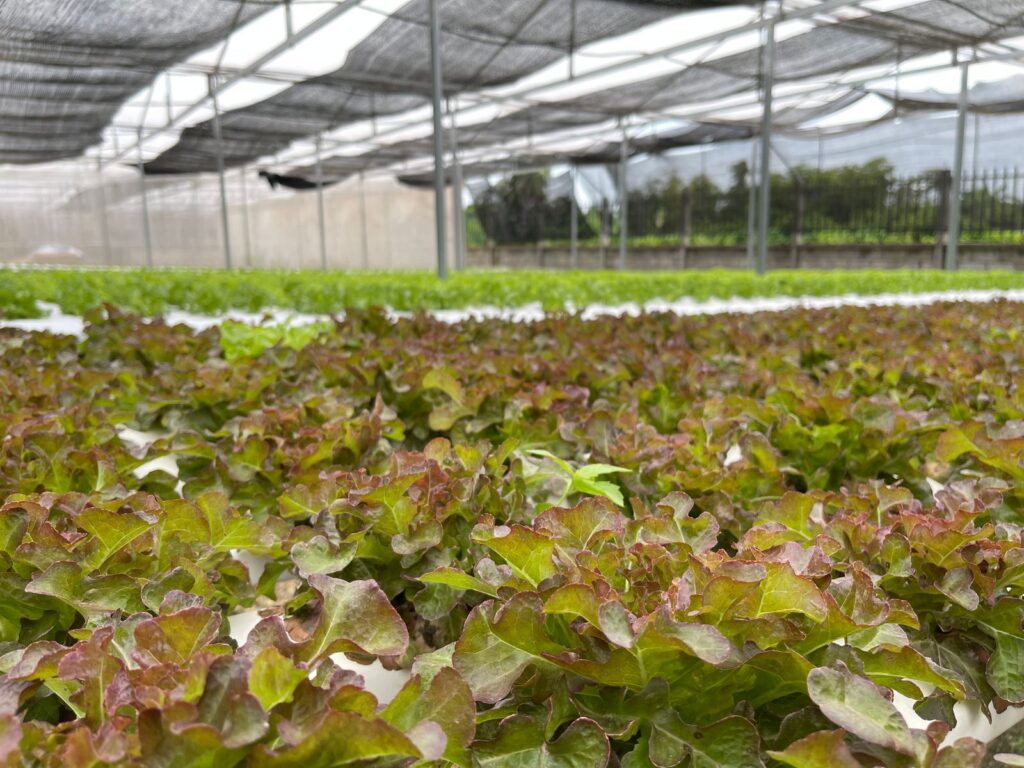 Red leaf lettuce growing under shade netting