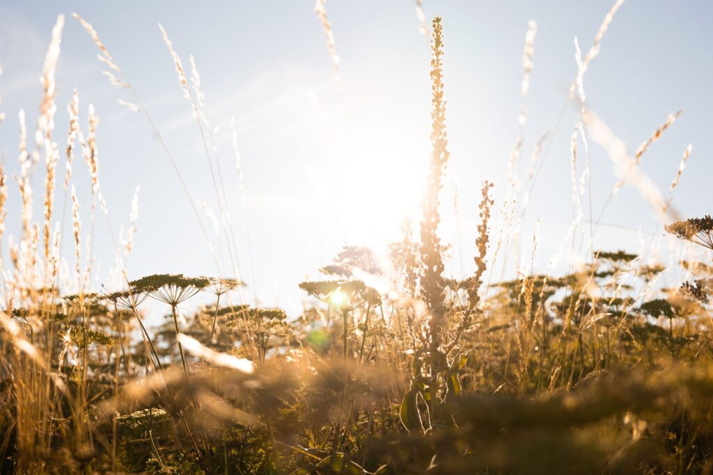 Bright summer sun shining through dry grasses and wildflowers