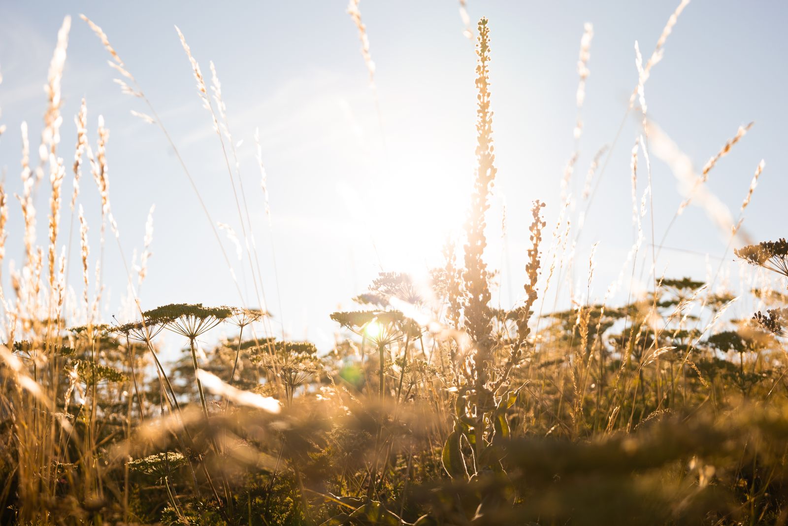 Bright summer sun shining through dry grasses and wildflowers