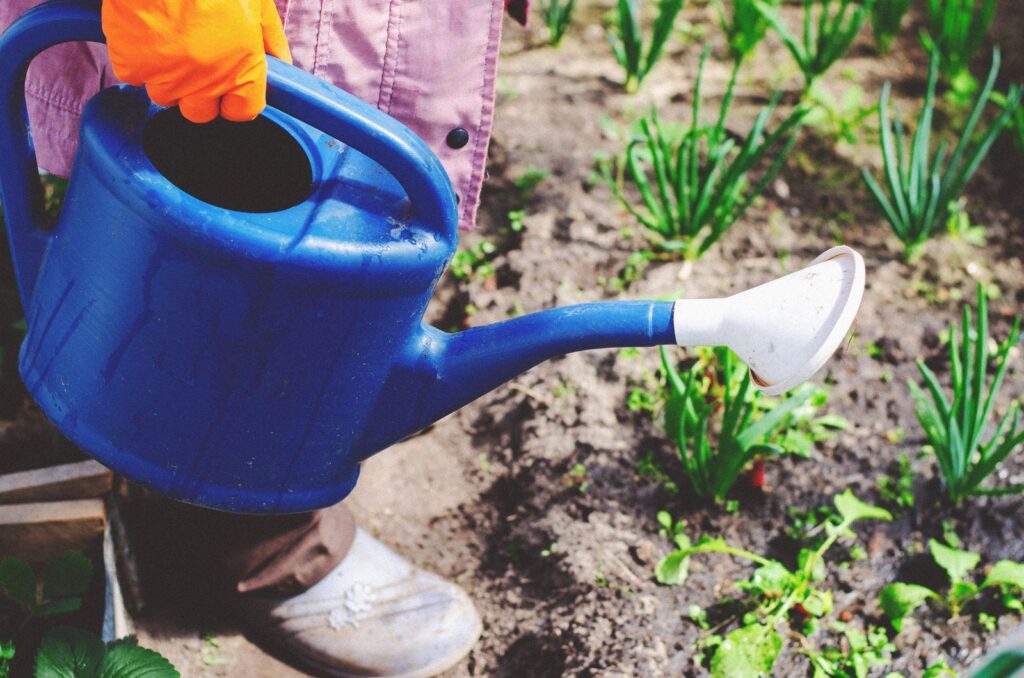 Watering young vegetables at the base with a watering can