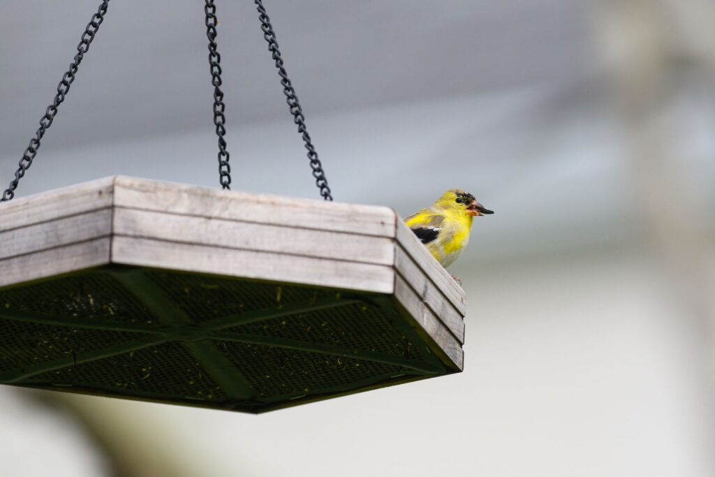 American goldfinch perched on a hanging platform bird feeder