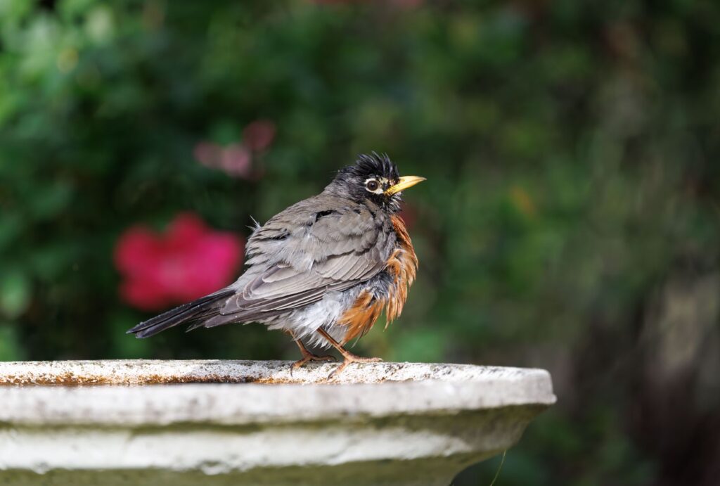 American robin standing on the rim of a stone birdbath