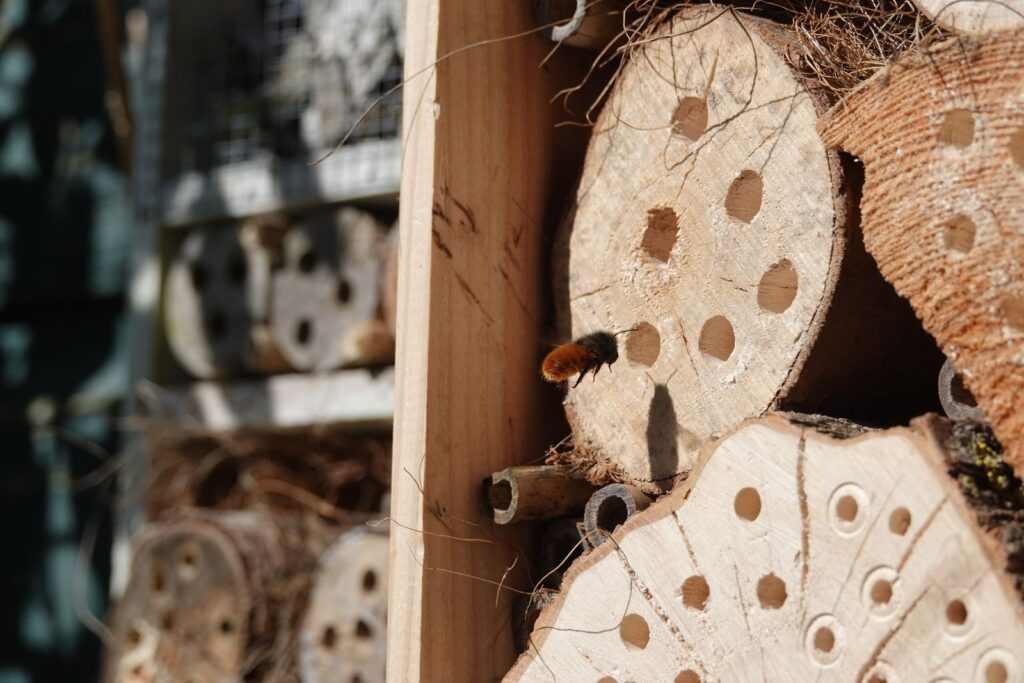 Solitary bee flying to a nesting hole in a wooden insect hotel