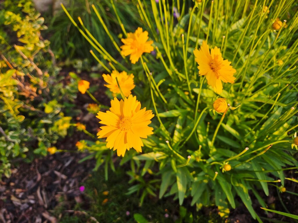 Yellow coreopsis, a native wildflower, blooming in a garden bed
