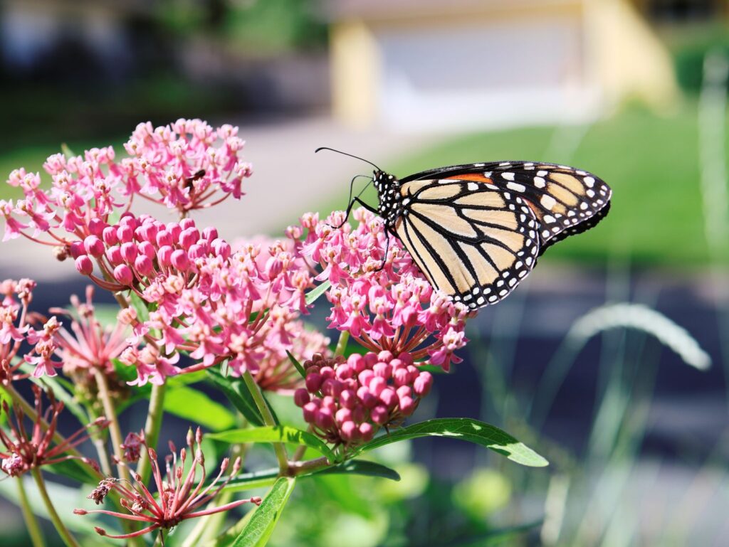 Monarch butterfly feeding on pink swamp milkweed