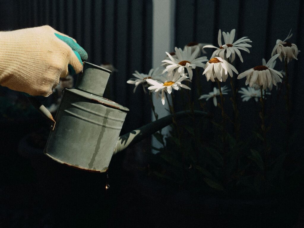 Gardener watering daisies with a metal watering can