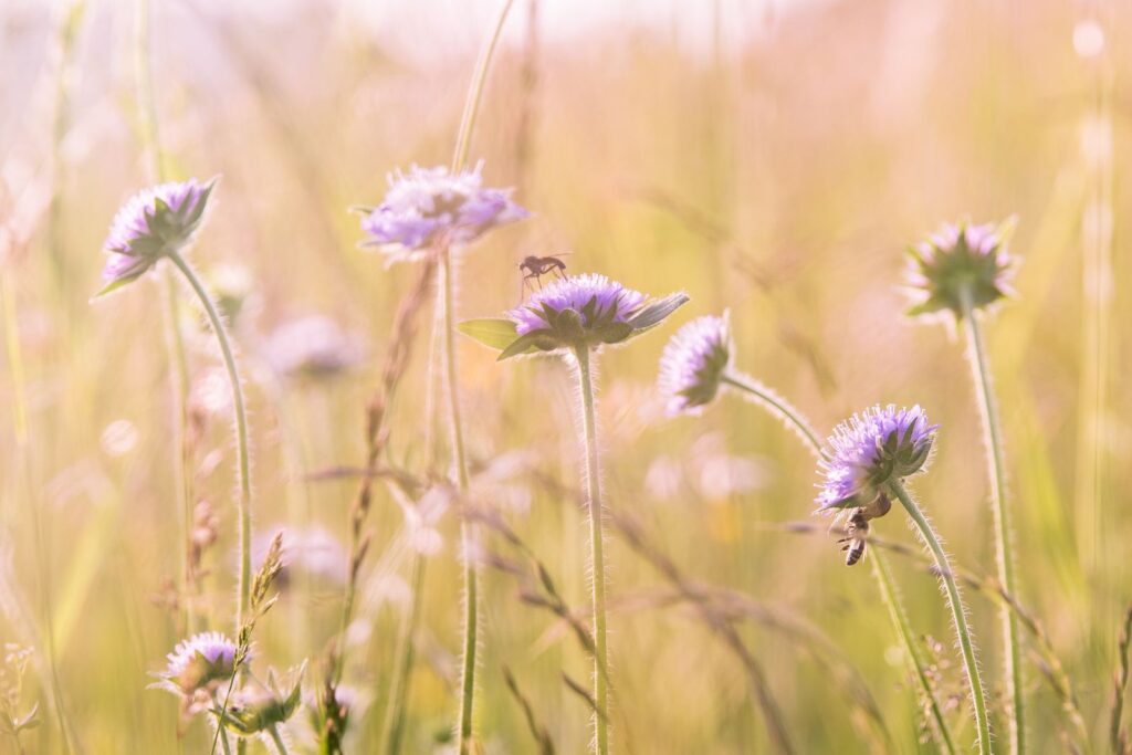 Bees visiting purple wildflowers in a sunlit meadow